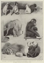 Some Members of the Barnum and Bailey Menagerie at Olympia
